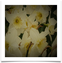 1. Dunham Dafs - Rob Sparkes